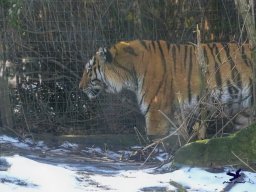 Tiergarten Schönbrunn am 27.01.2026